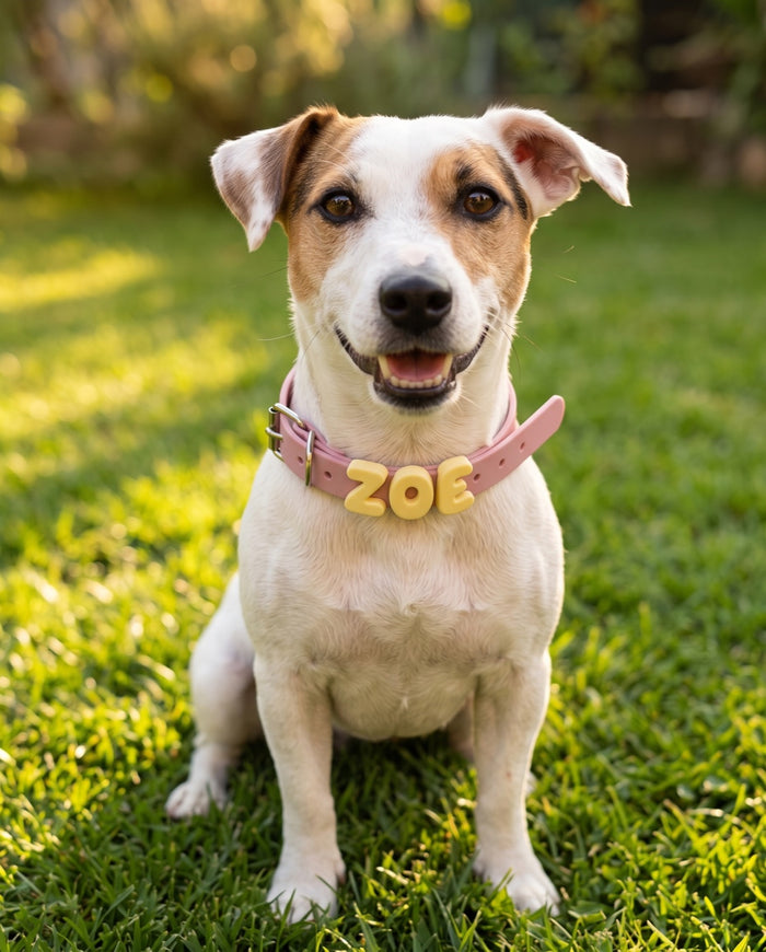 Zoe sul prato con il collare rosa personalizzato e il nome in charm gialli